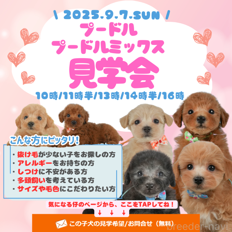 成約済の静岡県のトイプードル-395839の3枚目